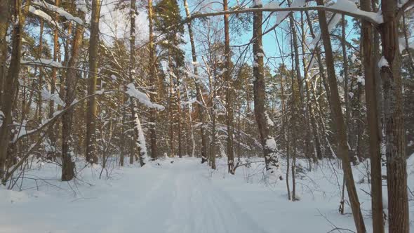 Fresh White Snow in Winter Forest at Sunny Day