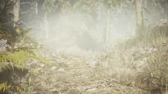 Pine and Spruce Tree Forest alt