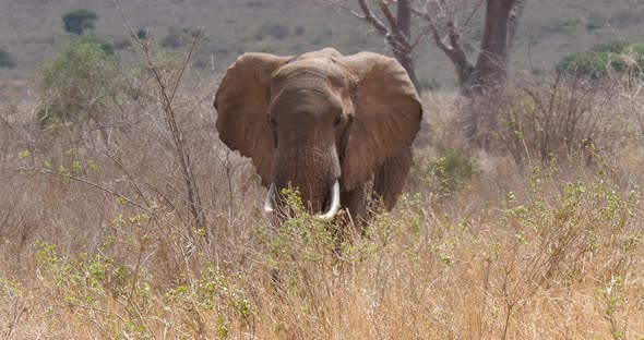 African Elephant, loxodonta africana, Adult in savannah, Tsavo Park in Kenya, Real Time 4K alt