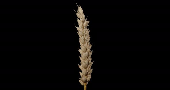 Wheat Spikelet Rotating Alpha Channel