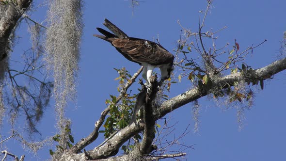  Osprey Feeds On Fish In Florida Wetlands