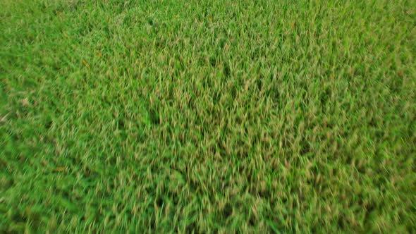 4K, A green rice field waving in the wind, Green rice plants growing. alt