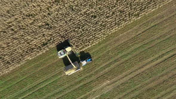 Aerial Top View Combine Harvests Ripe Corn And Pour It In Tractor Trailer alt