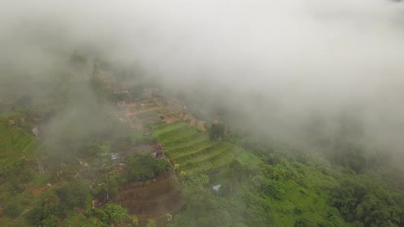 Aerial view of green plantation alt