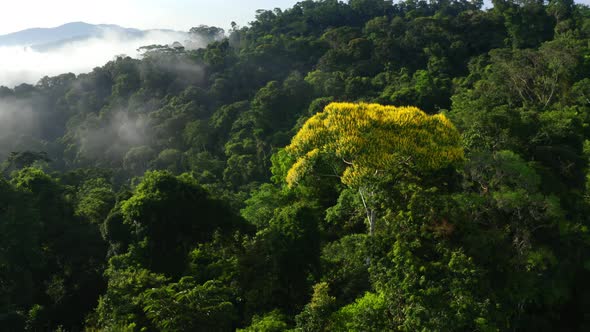 Stunning tropical forest view, a yellow flowering tree in the Amazon forest alt