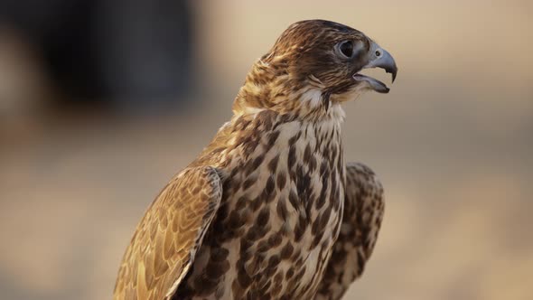 Brown falcon in Abu Dhabi alt