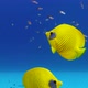 Underwater Colorful Tropical Fish Butterflyfish - VideoHive Item for Sale