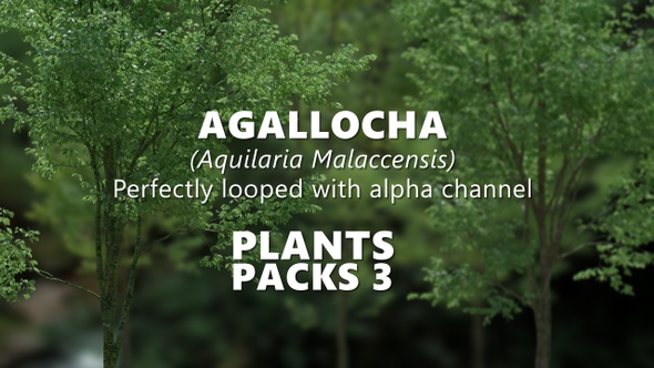 AGALLOCHA (Aquilaria Malaccensis) Looped Trees