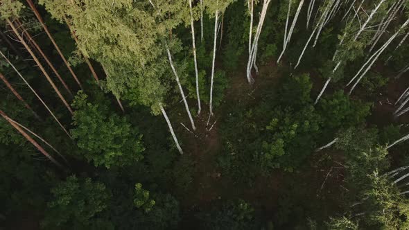 Mixed morning forest from tree heights