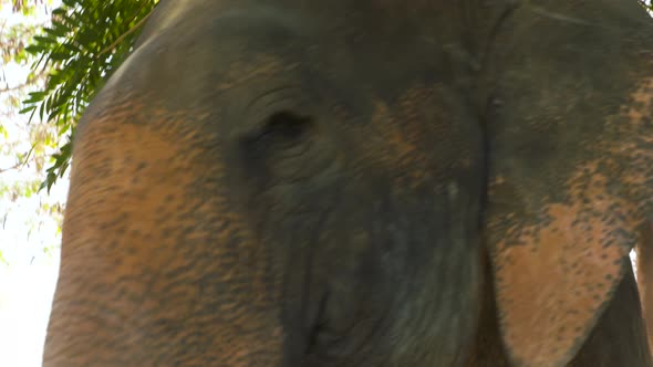 Gorgeous close up of the face of a rescued Asian elephant alt