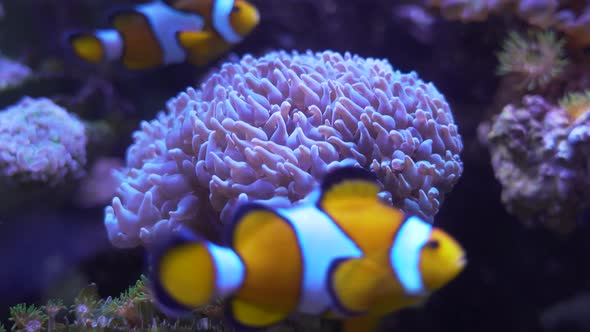 Underwater clown fish  swimming Colorful tropical coral reef,symbiosis concept.