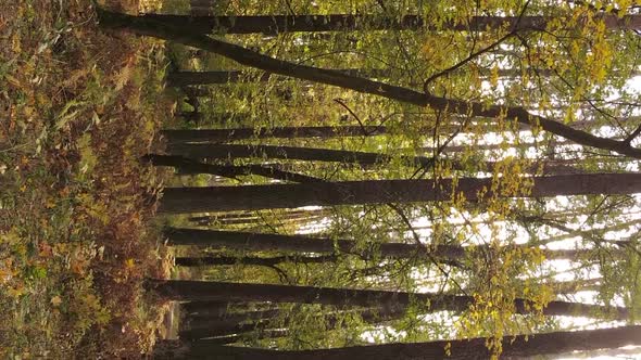Vertical Video of an Autumn Forest During the Day in Ukraine alt