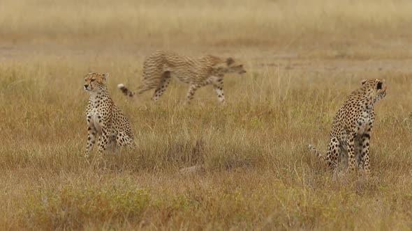 Three Cheetahs On Plains