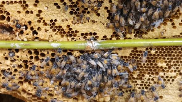 Bees on the honeycomb. Honeycomb with bee bread. Worker bees occupy the hive for honey production