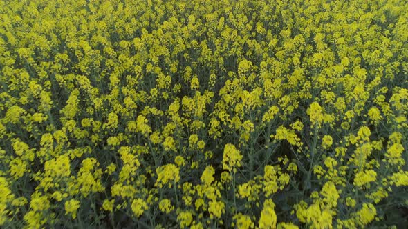 Close Drone Flight Over Rapeseed Flowers