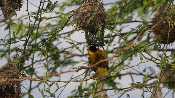 Lesser Masked Weaver, ploceus intermedius, Male standing on Nest, in flight, Flapping wings alt