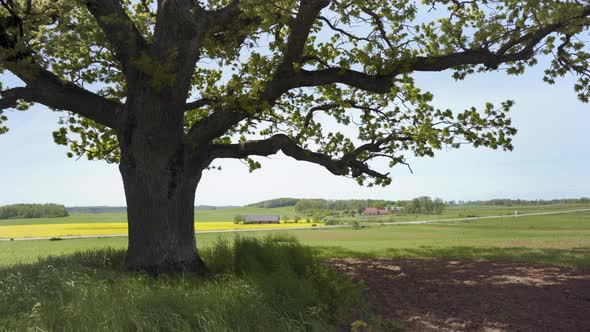 Old oak tree with branches stands on a hill