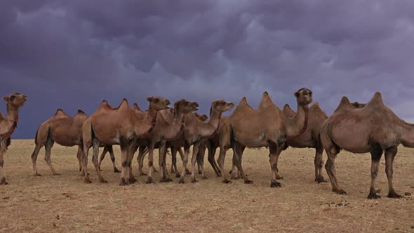 Group Camels in Steppe Under Storm Clouds Sky alt