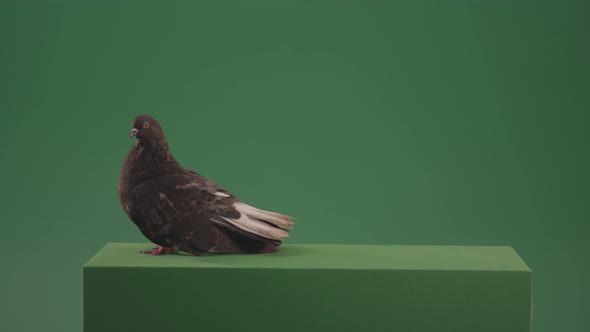 Pigeon Bird Exclusive Walks And Waves Isolated On Green Screen