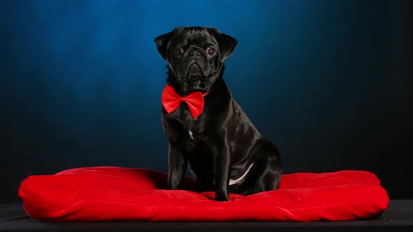 A Black Pug Gentleman in a Red Bow Tie Sits on a Red Pillow and Looks Around alt