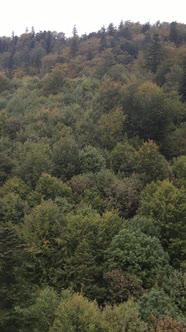 Carpathian Mountains alt