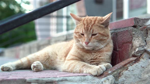 Homeless Ginger Cat Sleeps Sweetly on the Steps on the Street