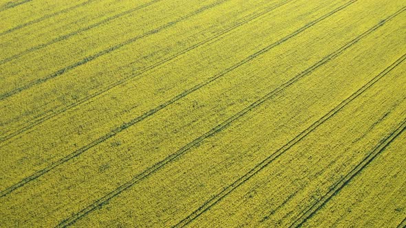 Aerial drone view of yellow canola field alt