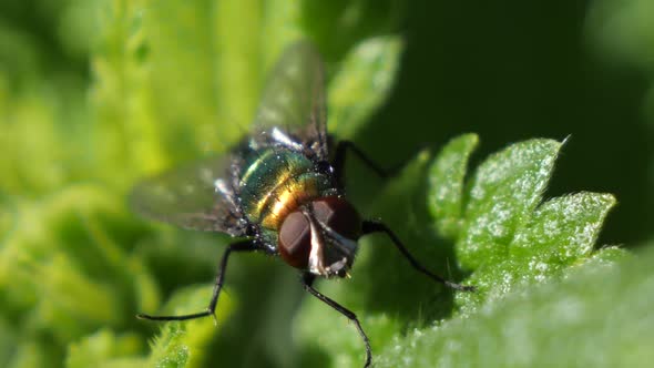 Macro shot of a large green fly on a leaf. alt