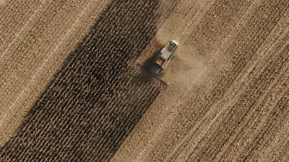 Combines Gathering Corn from the Agriculture Field