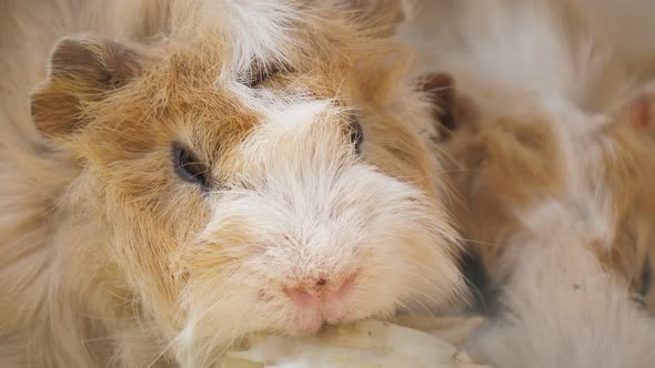 Two Guinea Pigs Eating Cabbage Actively in a Zoo on a Sunny Day in Summer