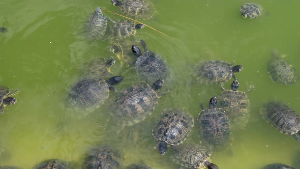 Numerous Reptiles Swimming and Seeking Food in a Pool with Green Water in Summer
