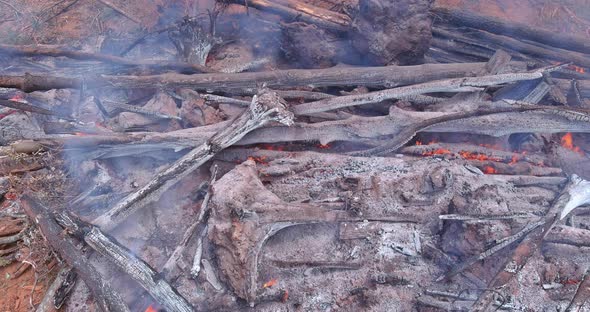 A Forest Fire Caused a Fallen Tree to Burn on the Ground Produced Ecological Disaster alt