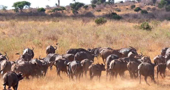 African Buffalo, syncerus caffer, Herd standing in Savannah, running, Tsavo Park in Kenya alt