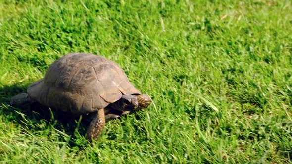 Small tortoise is walking on green grass at garden