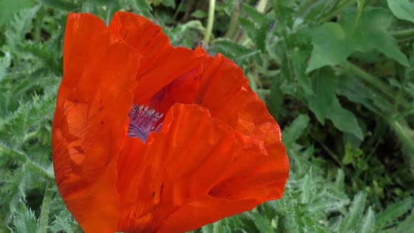 Bees Fly Into the Red Poppy, Collecting Pollen