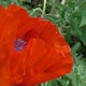 Bees Fly Into the Red Poppy, Collecting Pollen - VideoHive Item for Sale
