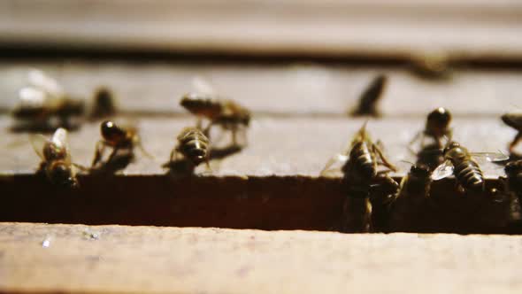 Close-up of honey bees feeding on honeycomb box alt