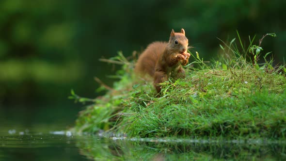 Hungry squirrel in lush grass collect and gnaw on hazelnut from pond surface alt