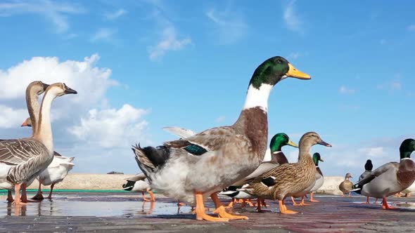 Geese And Ducks In The Street