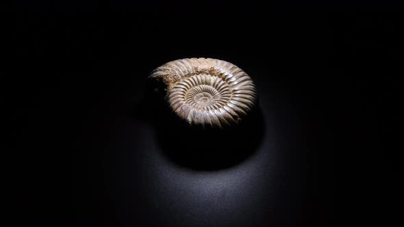 Ammonite Prehistoric Fossil Gyrating alt