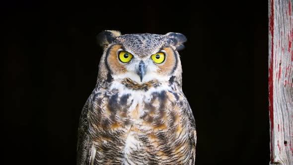 Beautiful Great Horned Owl alt