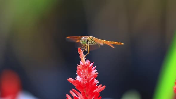 A closeup of a dragonfly on a red flower.