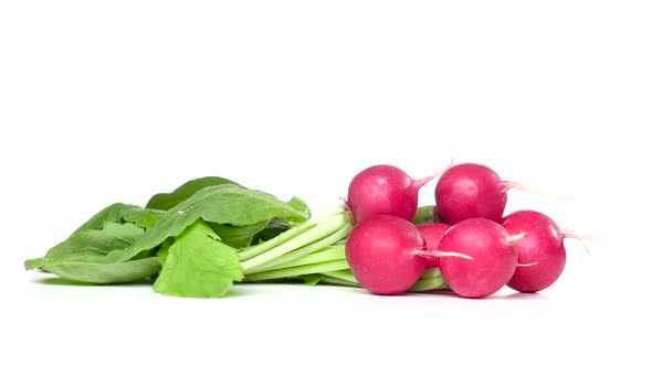 Bunches of Freshly Cut Radishes Are Spinning on a White Pinwheel alt