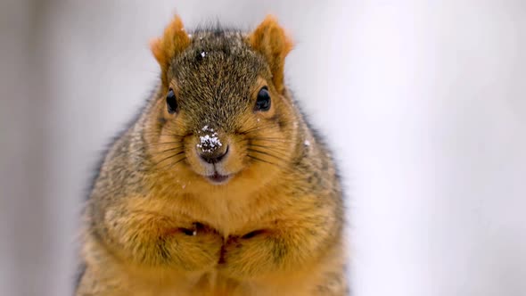 Fox squirrel in the wild