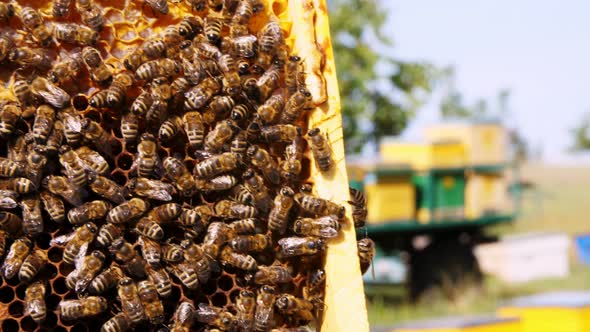 Frames of a Beehive alt