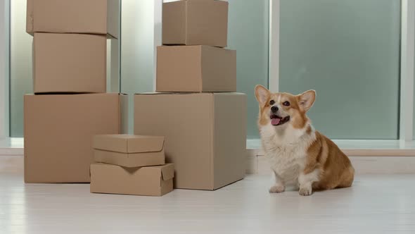 A Cute Dog Sitting Near the Big Boxes. A Quick Delivery. A Delivery of Orders From Online Shops. alt