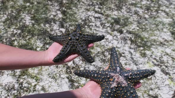 Woman Hands Holds Two Black Starfish Over Transparent Ocean Water By Coral Reef alt