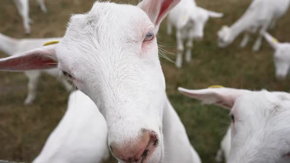 Closeup Face of White Goat Eating Grass in Slow Motion Outdoors with Blurred Flock at Background alt