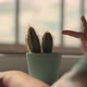 The Hand of a Child Who Touches a Cactus - VideoHive Item for Sale