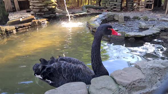 Black Swan Swimming in The Pond, close up